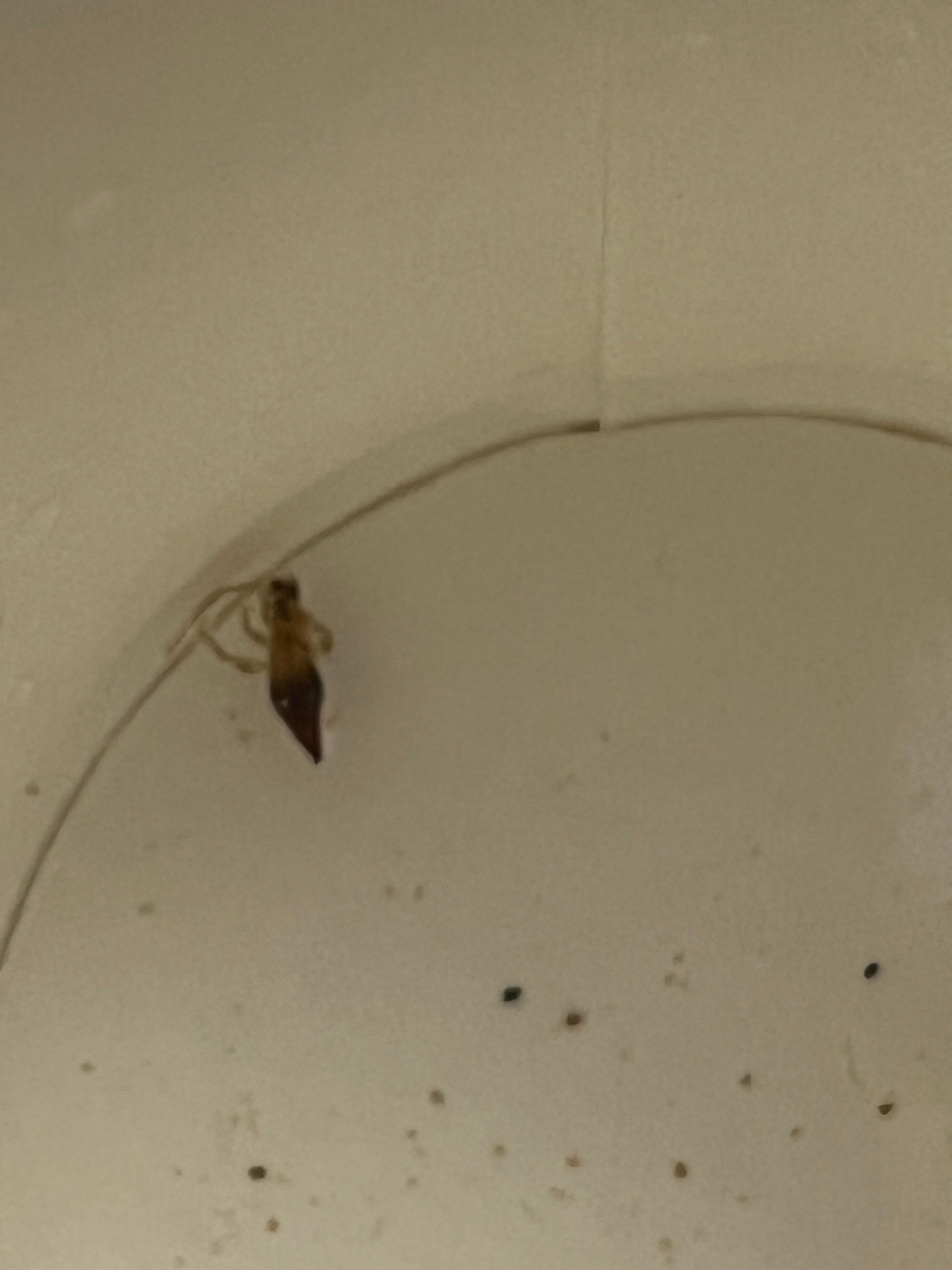 Came out of the coffee machine when I ran it with water before I made coffee. 