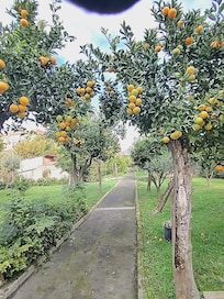 They have different fruits just know some of those oranges if you cook are more for that and the small tangerines are an easy grab easy treat !