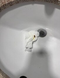 Roach killing in the bath
Many dead on the floor We borrowed a broom to sweep