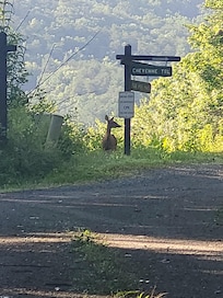 Seen on a morning walk.