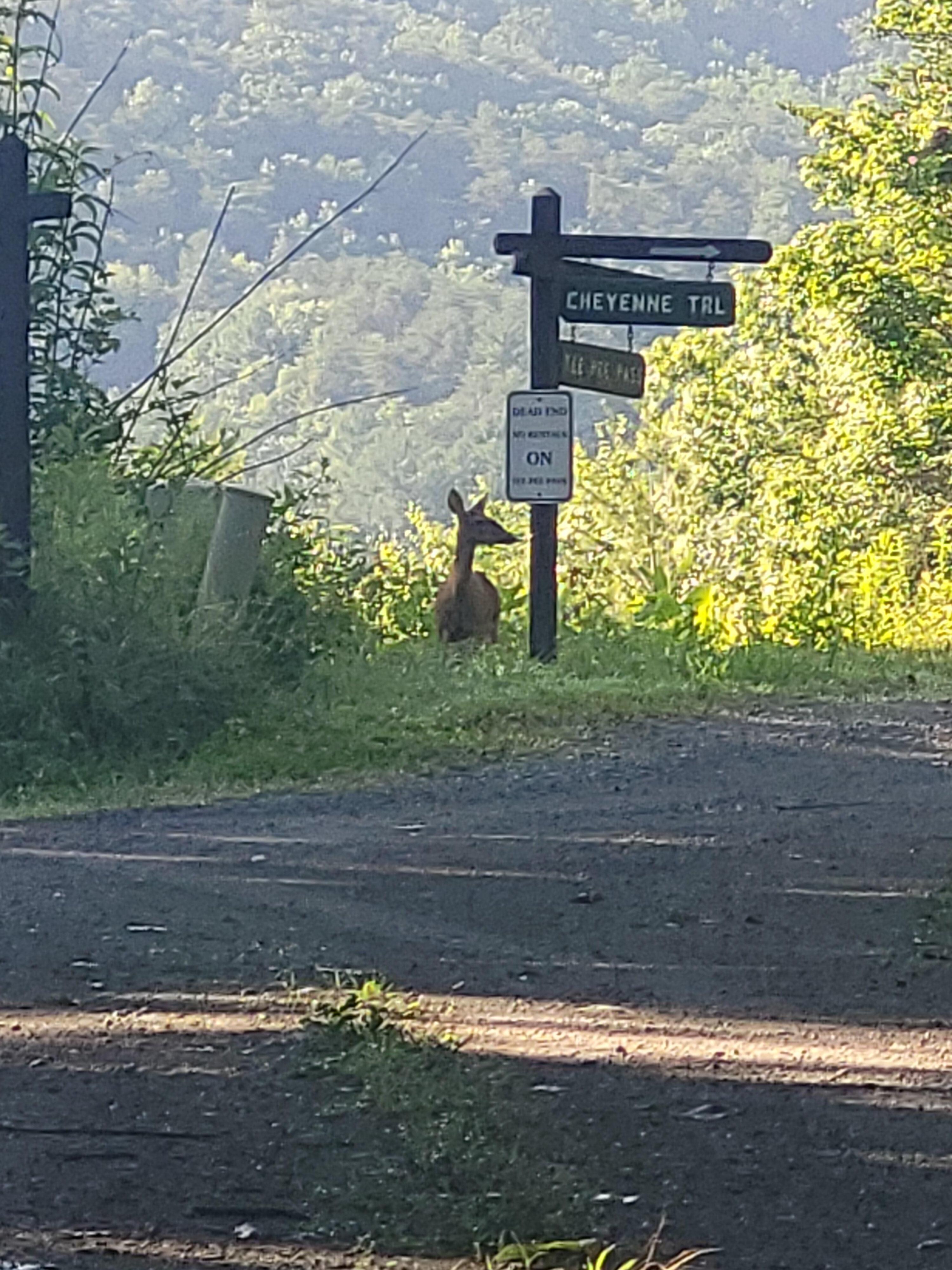 Seen on a morning walk.