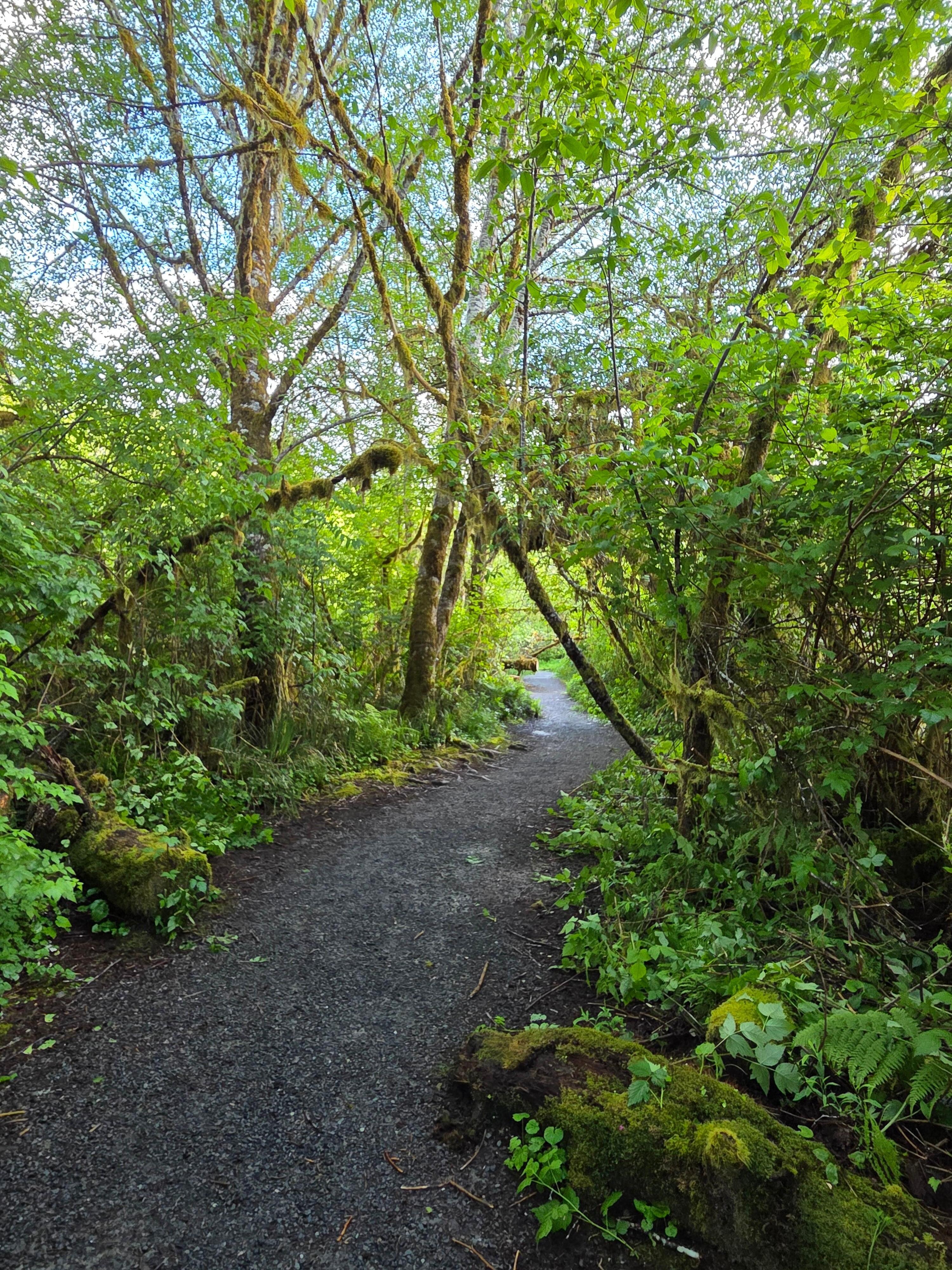 Nature walk to Largest Spruce tree