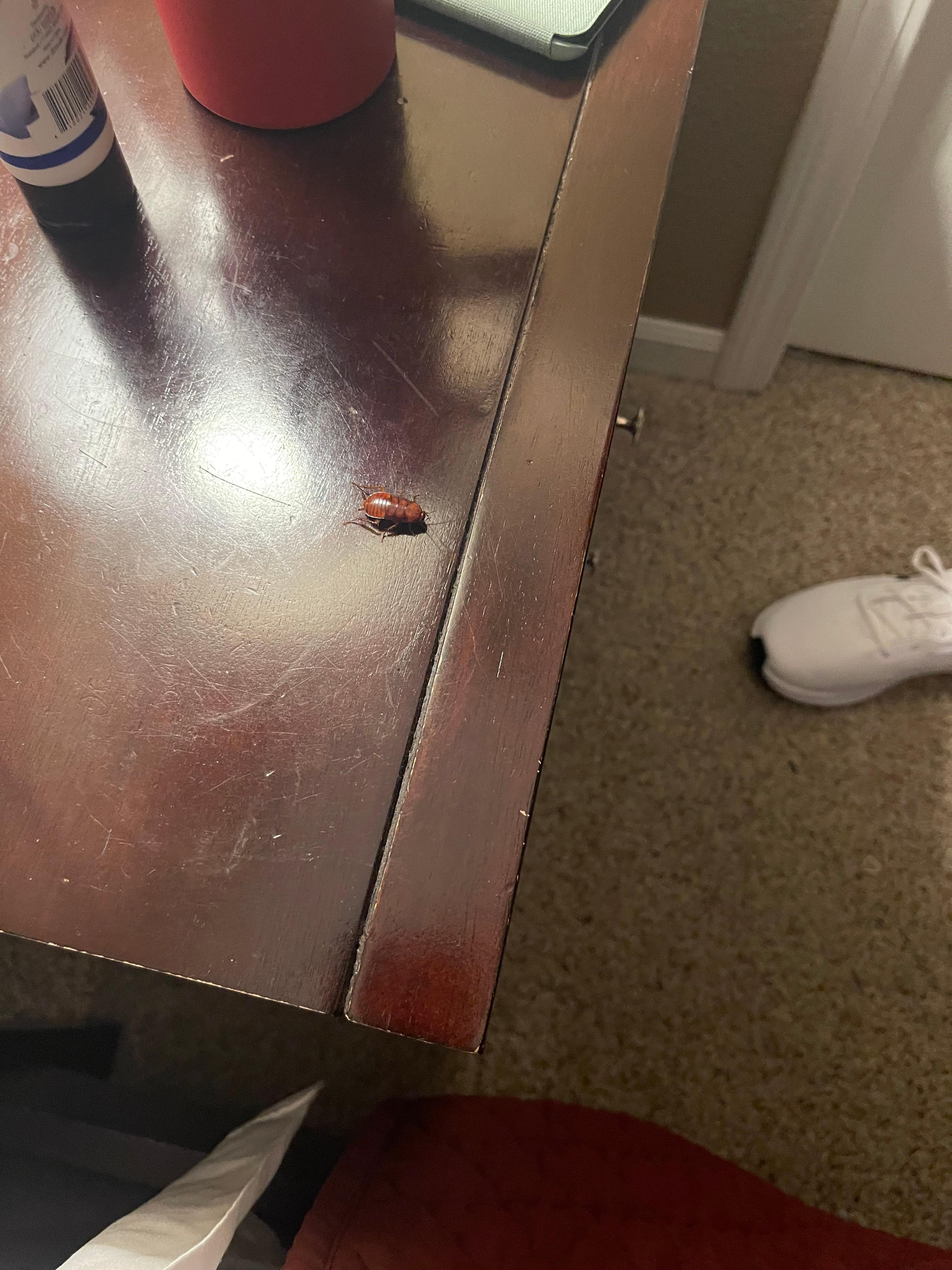 Little thing was brave.