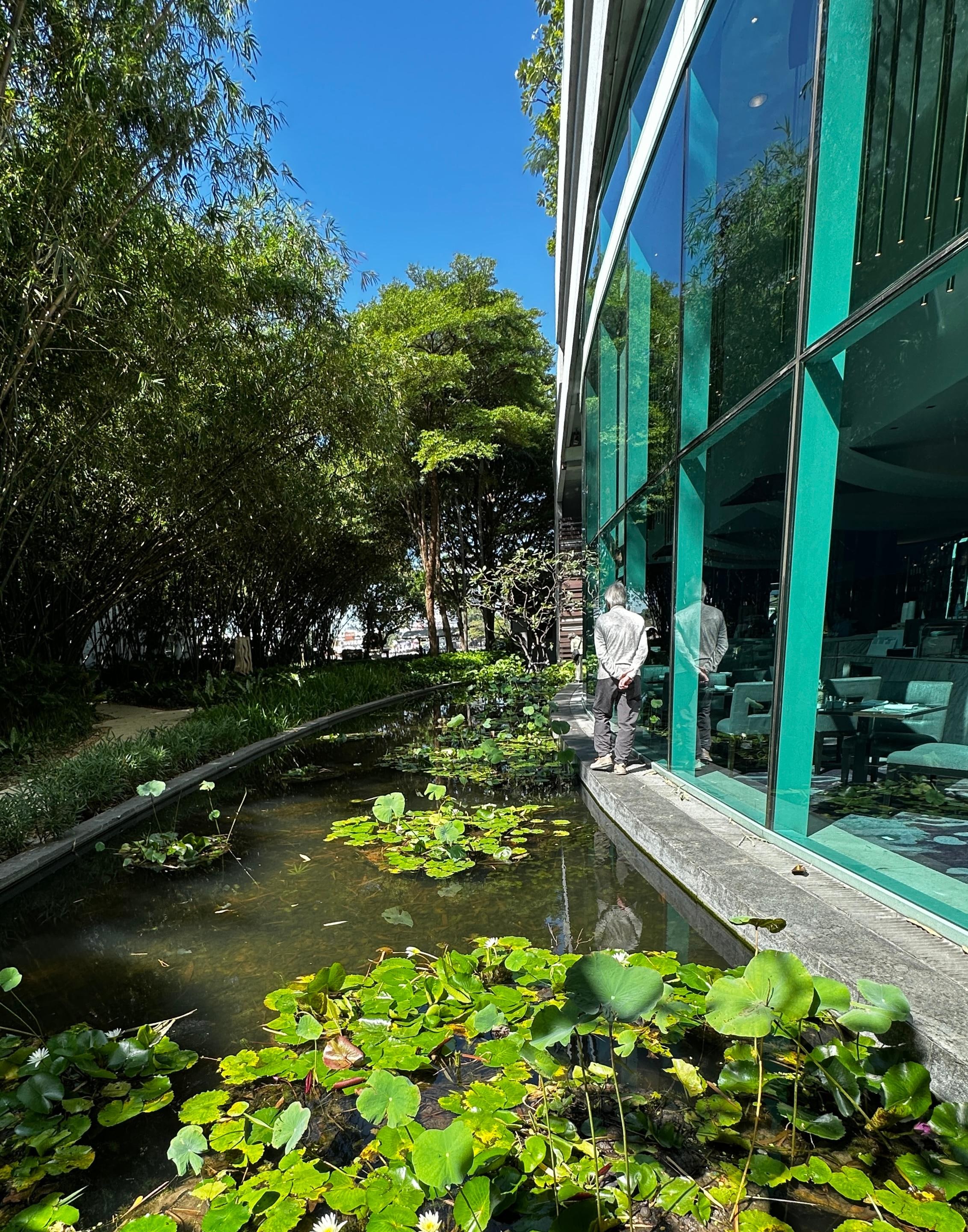 Garden pond -
Lush green space has walking trails among bamboo trees and a pond with lilies and frogs!
