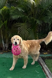 Nellie w her new favorite ball