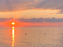 Pelicans fish offshore in the mornings