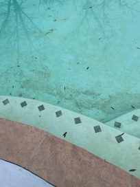 Pool with growth or dirt at the bottom.