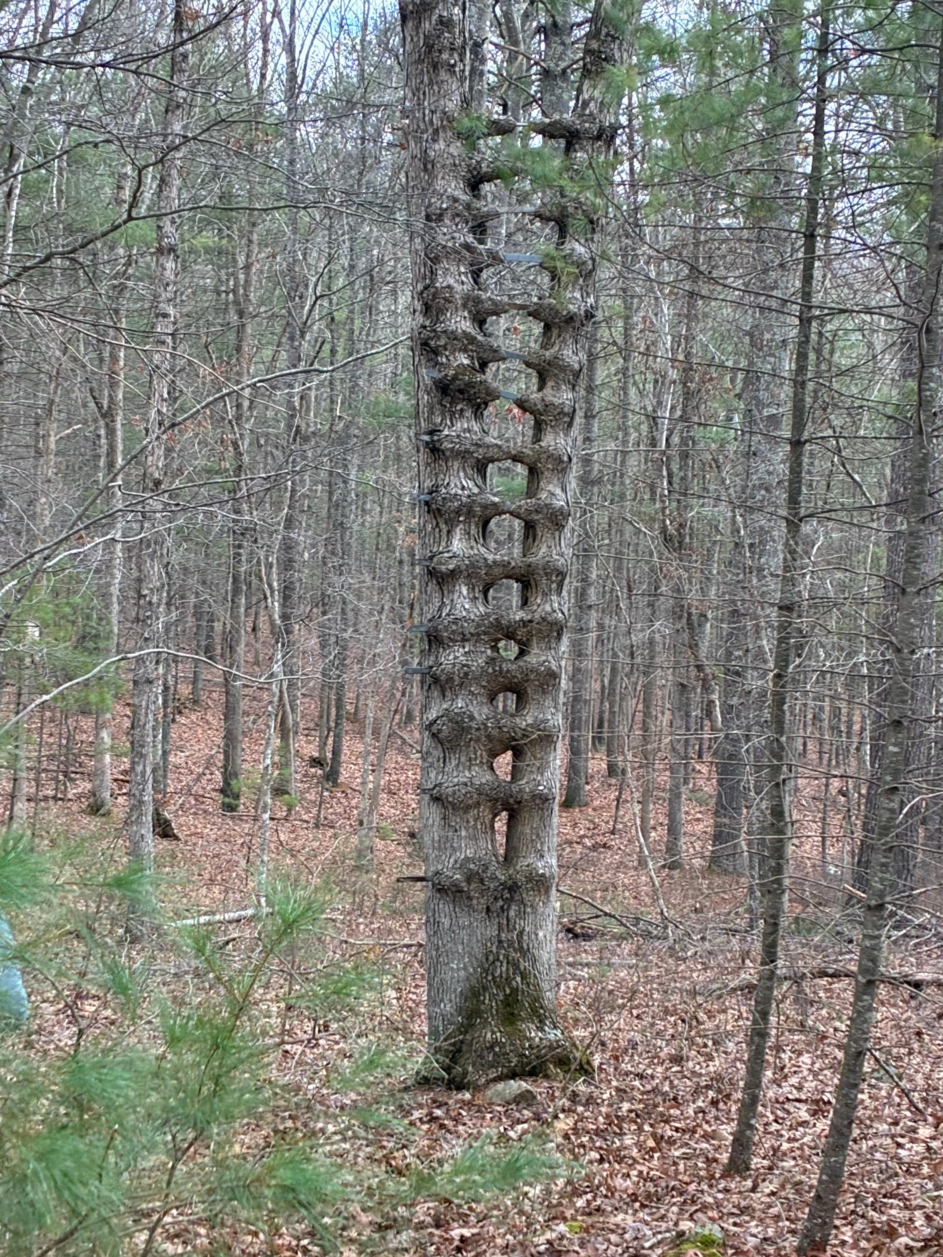 Cool Zipper Tree! What is its purpose?