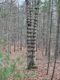 Cool Zipper Tree! What is its purpose?
