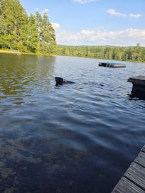 Yogi swimming and enjoying the pond.