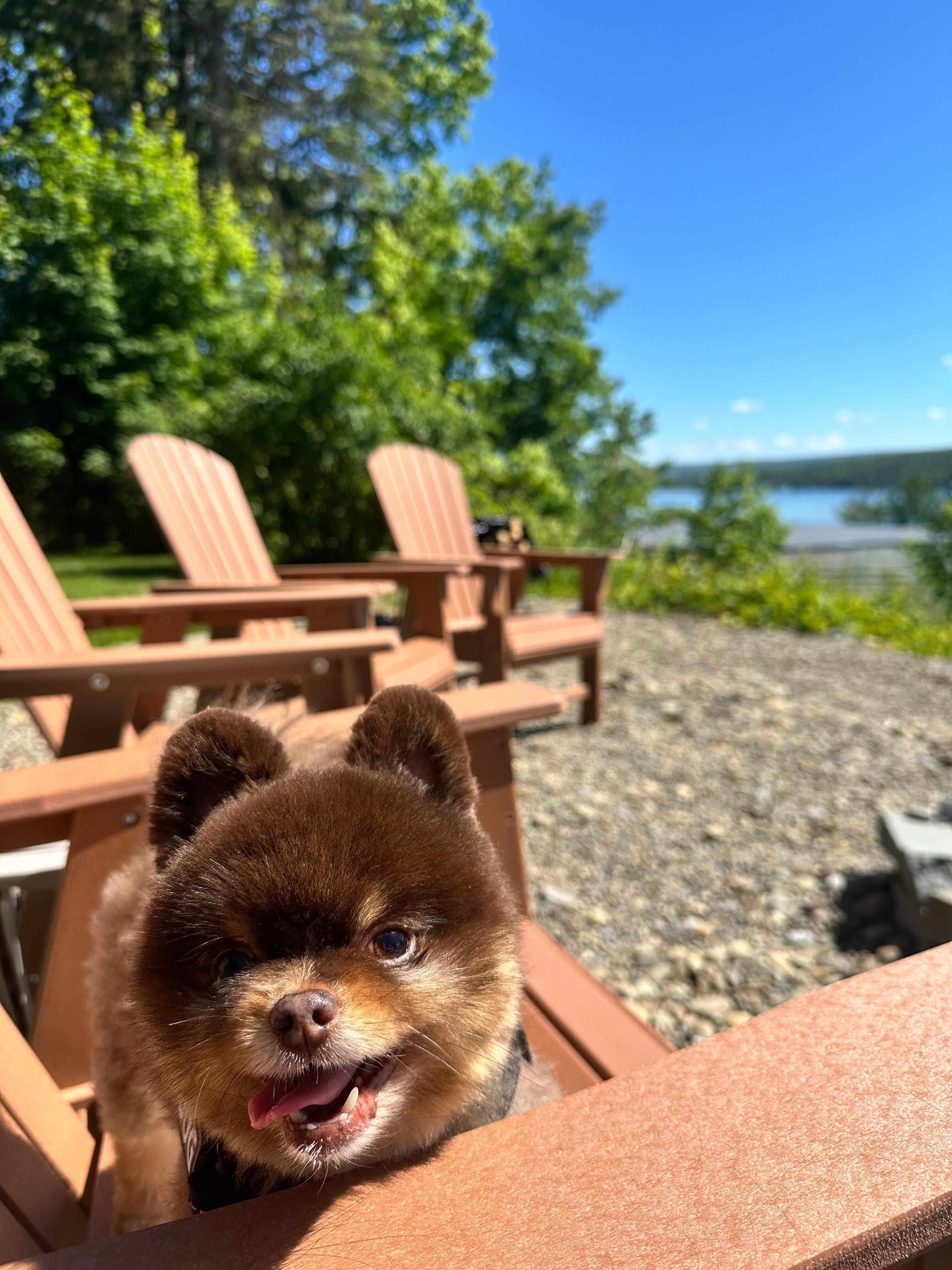 Dog-friendly stay