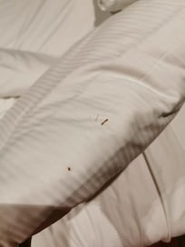 Blood on sheets