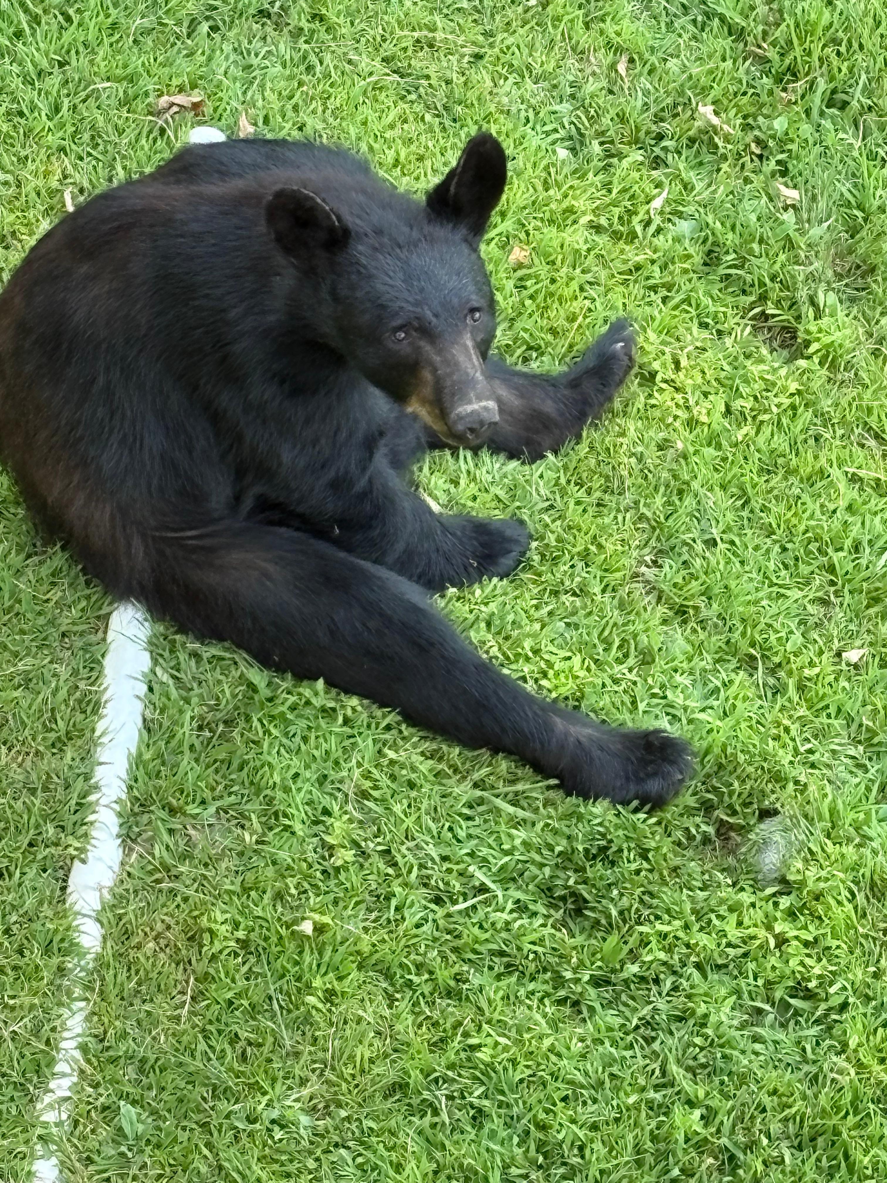 Bear sitting on the ground after going back down the post 