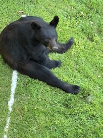 Bear sitting on the ground after going back down the post