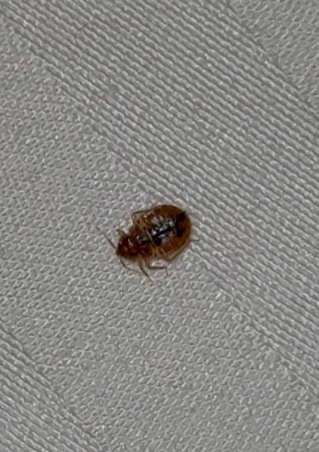 BEDBUGS!!