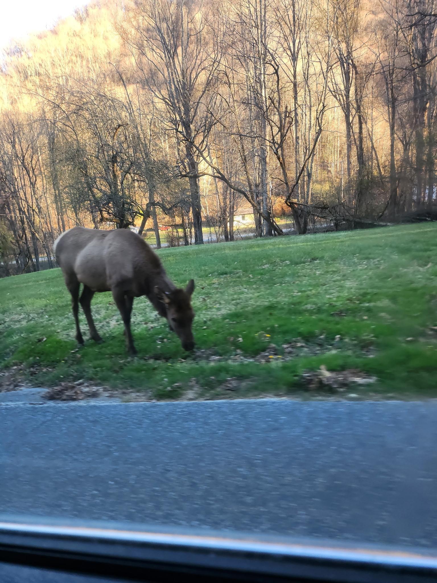 Female elk we saw.