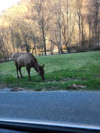 Female elk we saw.