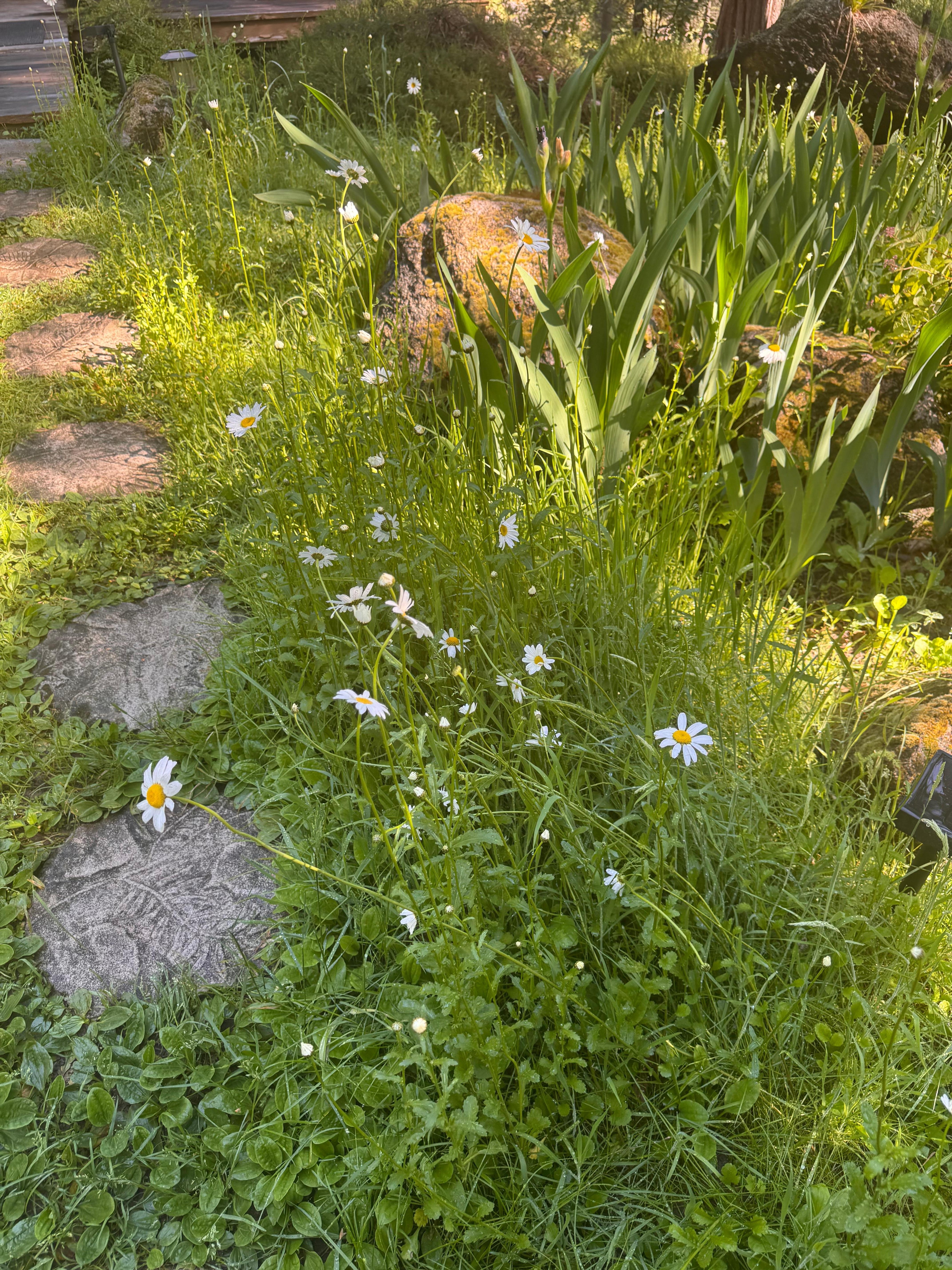 Stepping stones to the entry