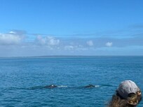 Whale watching on the ferry over