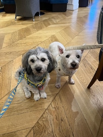 Henry and Bertie desperately hoping for some sausages!