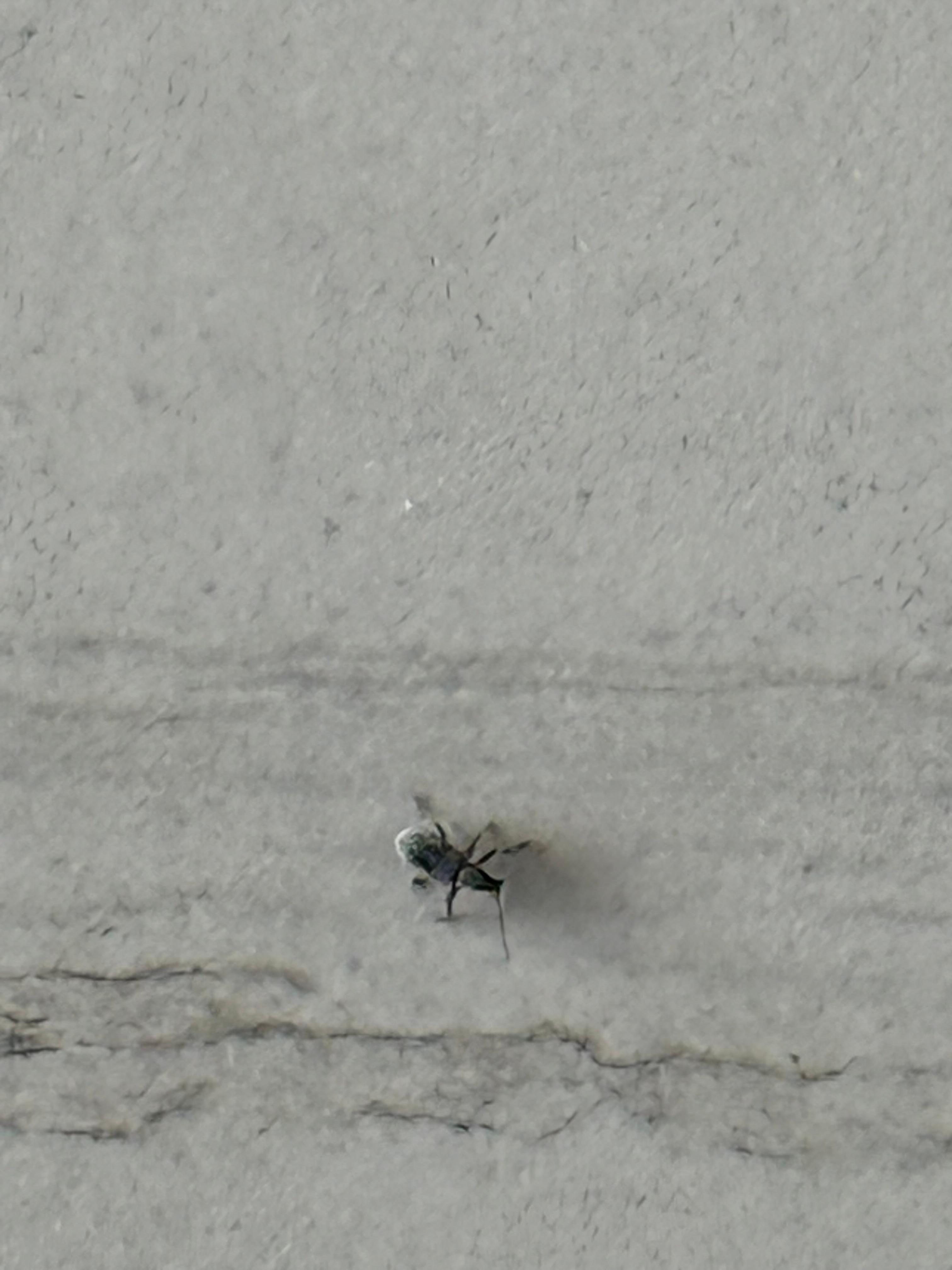Bugs