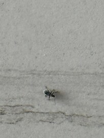 Bugs