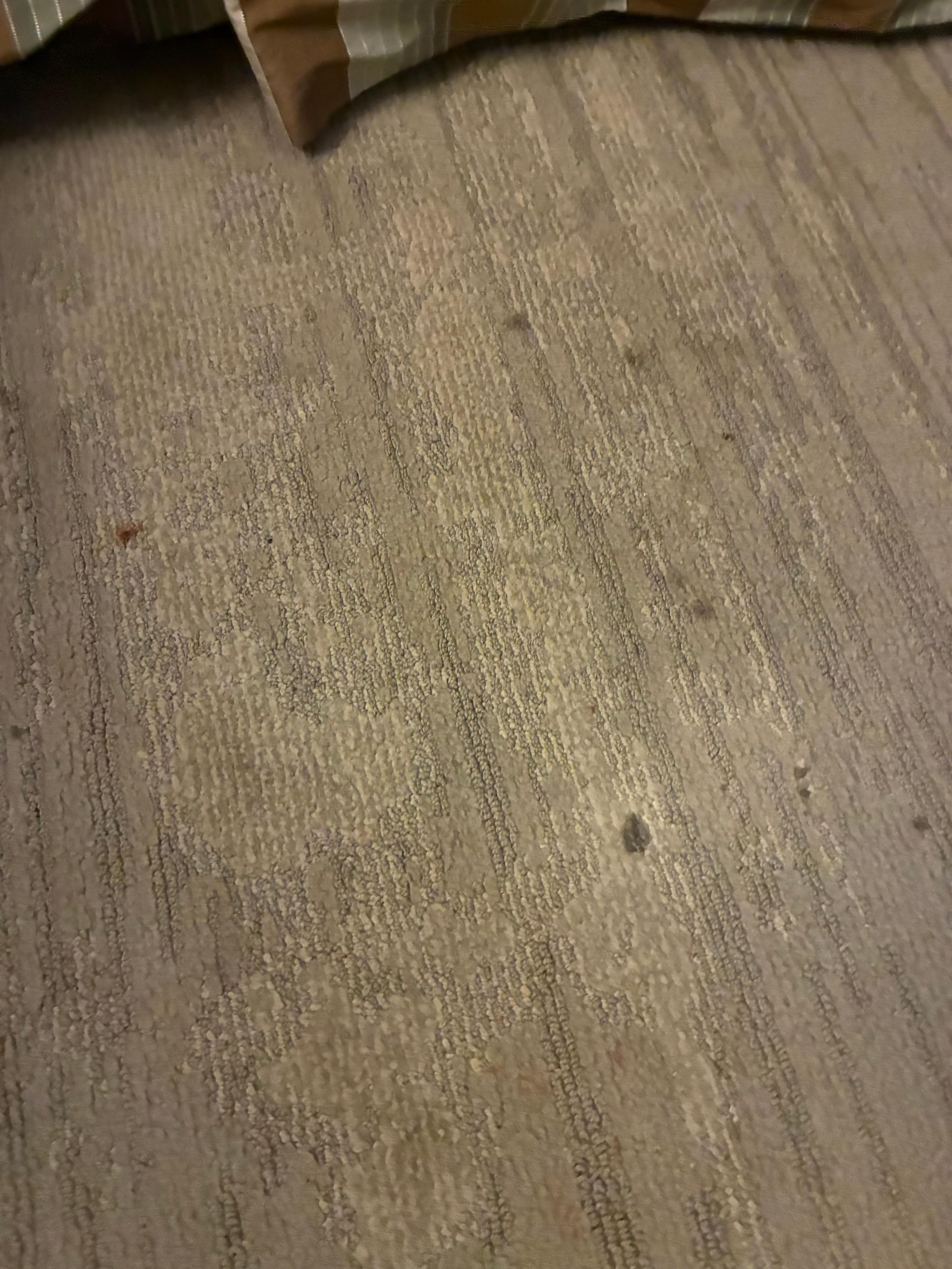 Stained carpet everywhere 