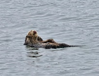 You otter visit these guys at Morro Bay
