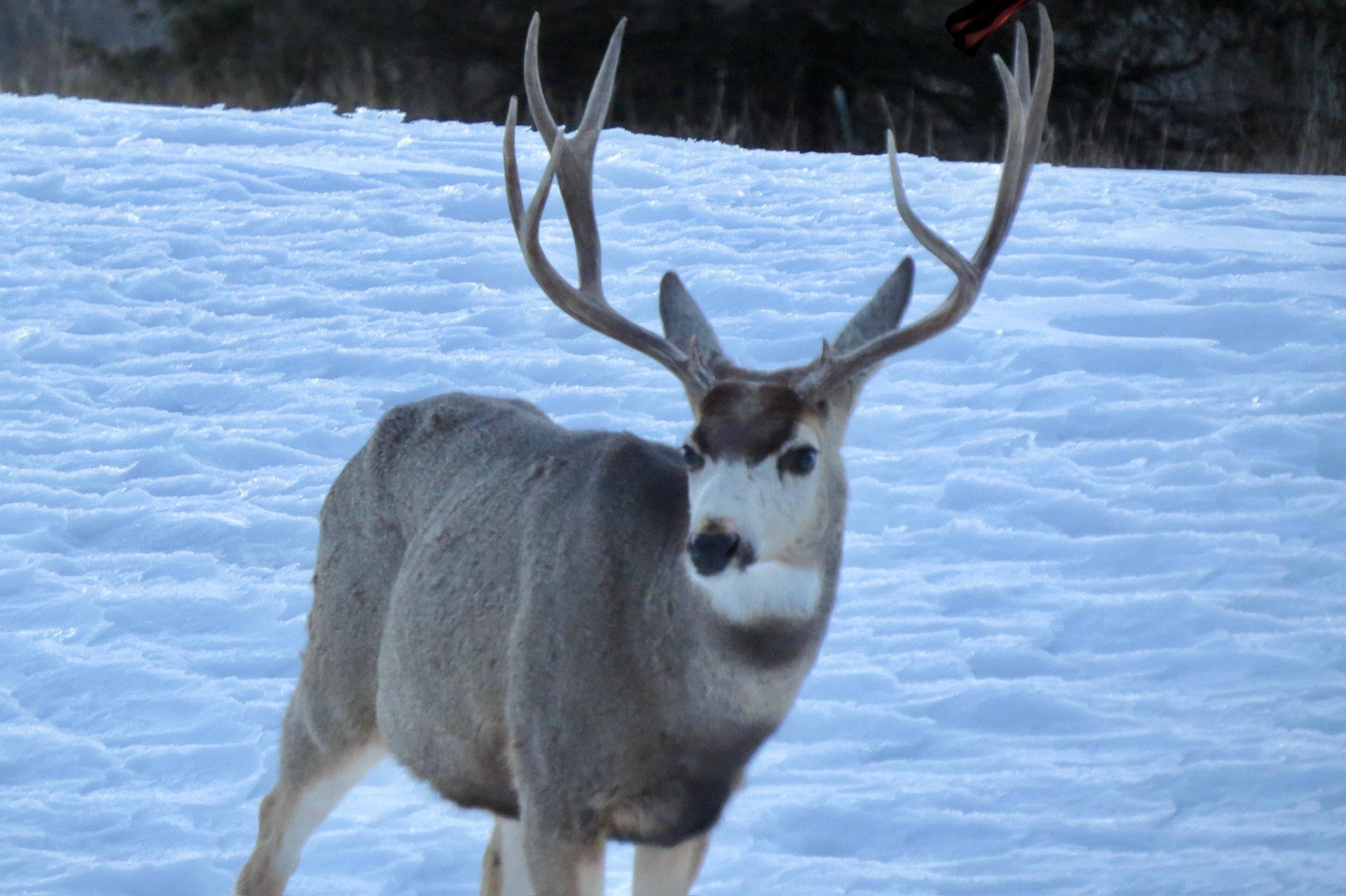 Several had antlers!
