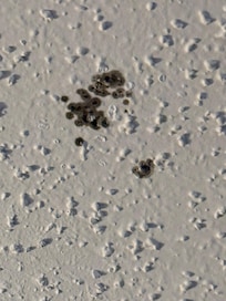 Black mold on ceiling.