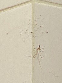 Spiders nest and eggs - many of these over the house and cobwebs everywhere