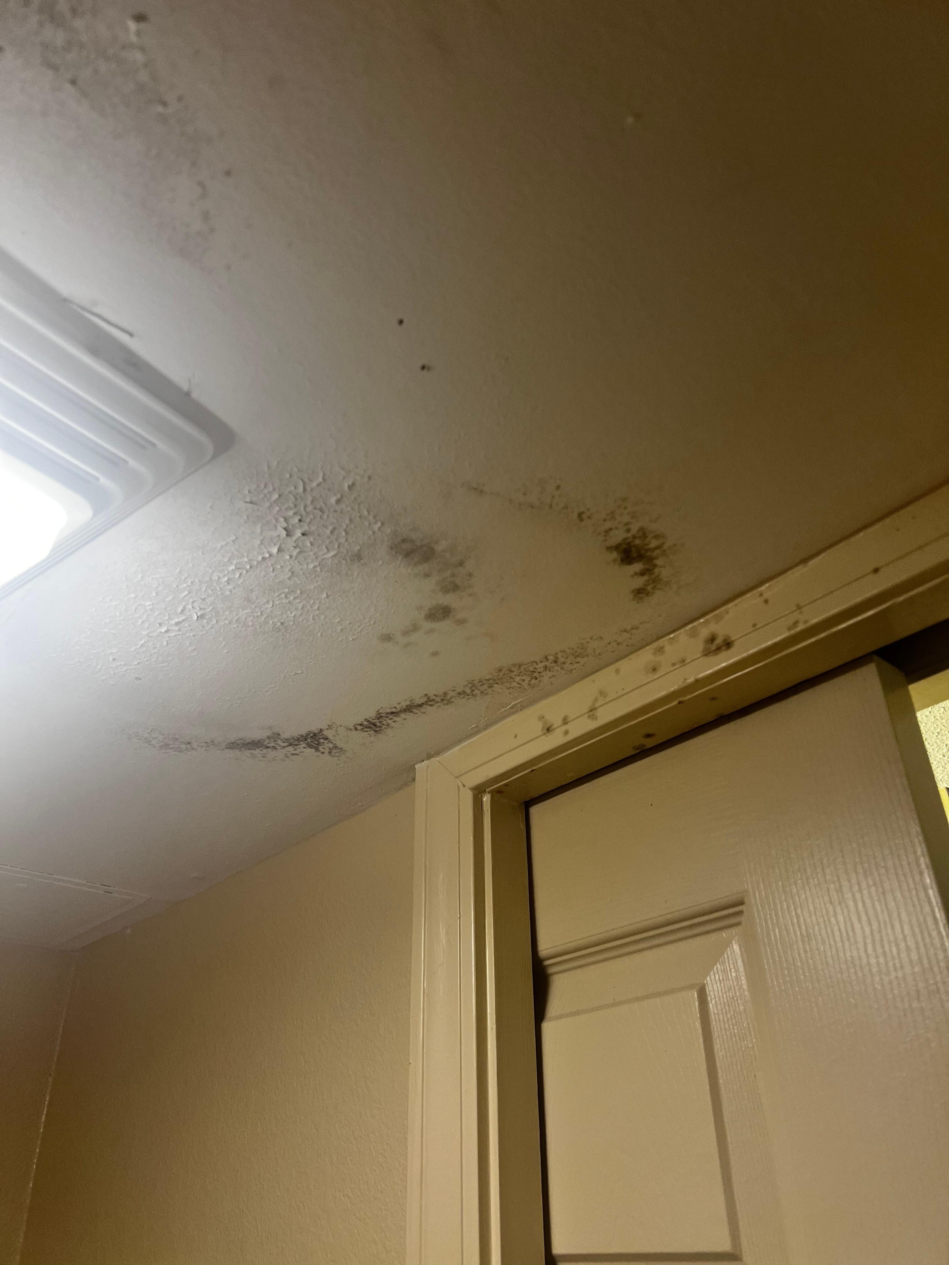 Black mold in the bathroom