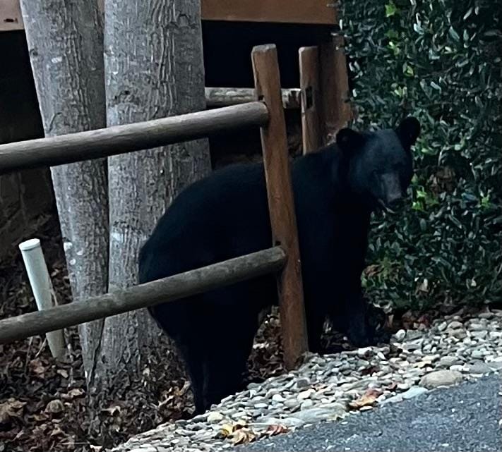 A bear 2 cabins down.