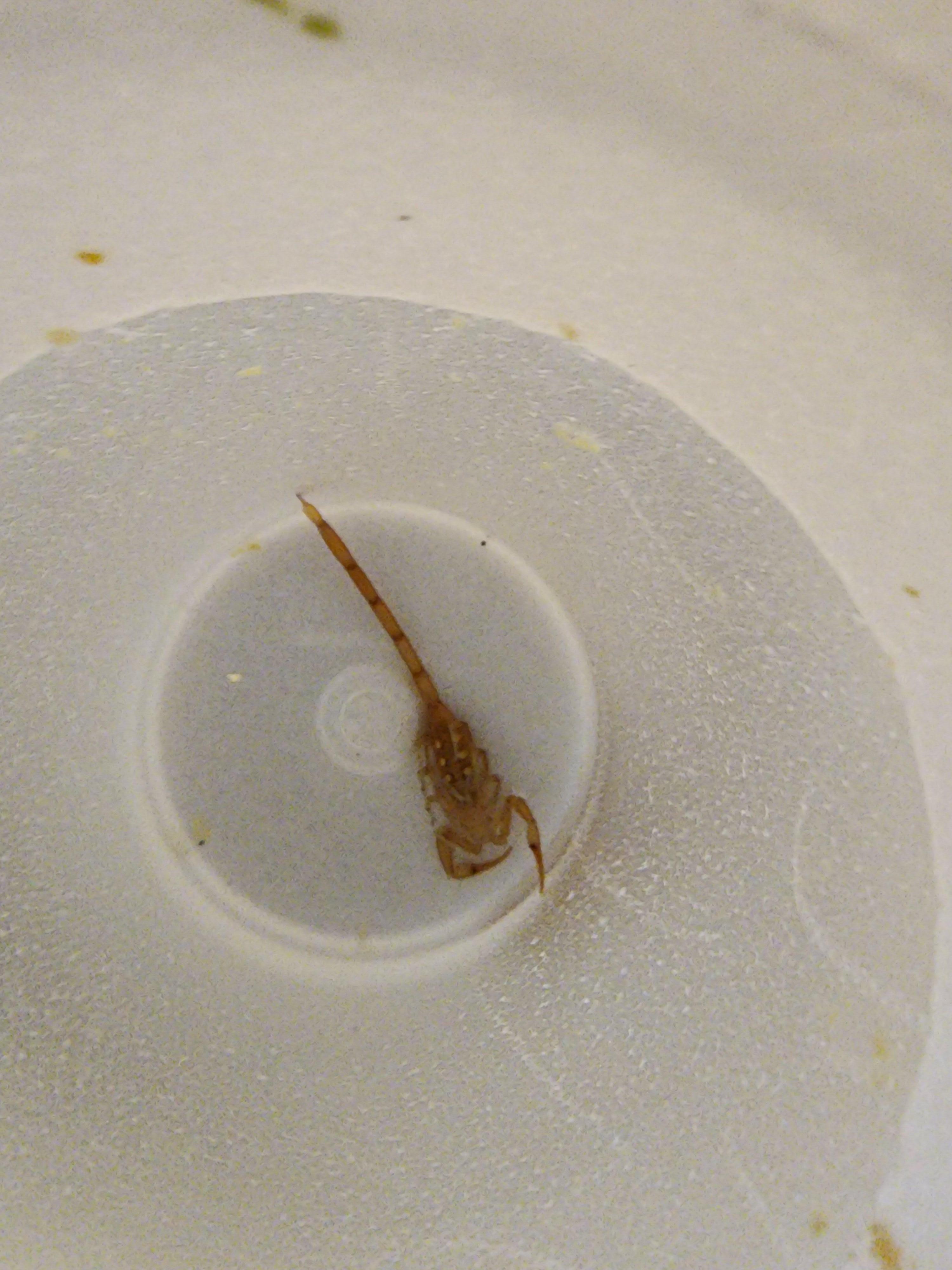 Scorpion found alive in side home, we had to kill it 