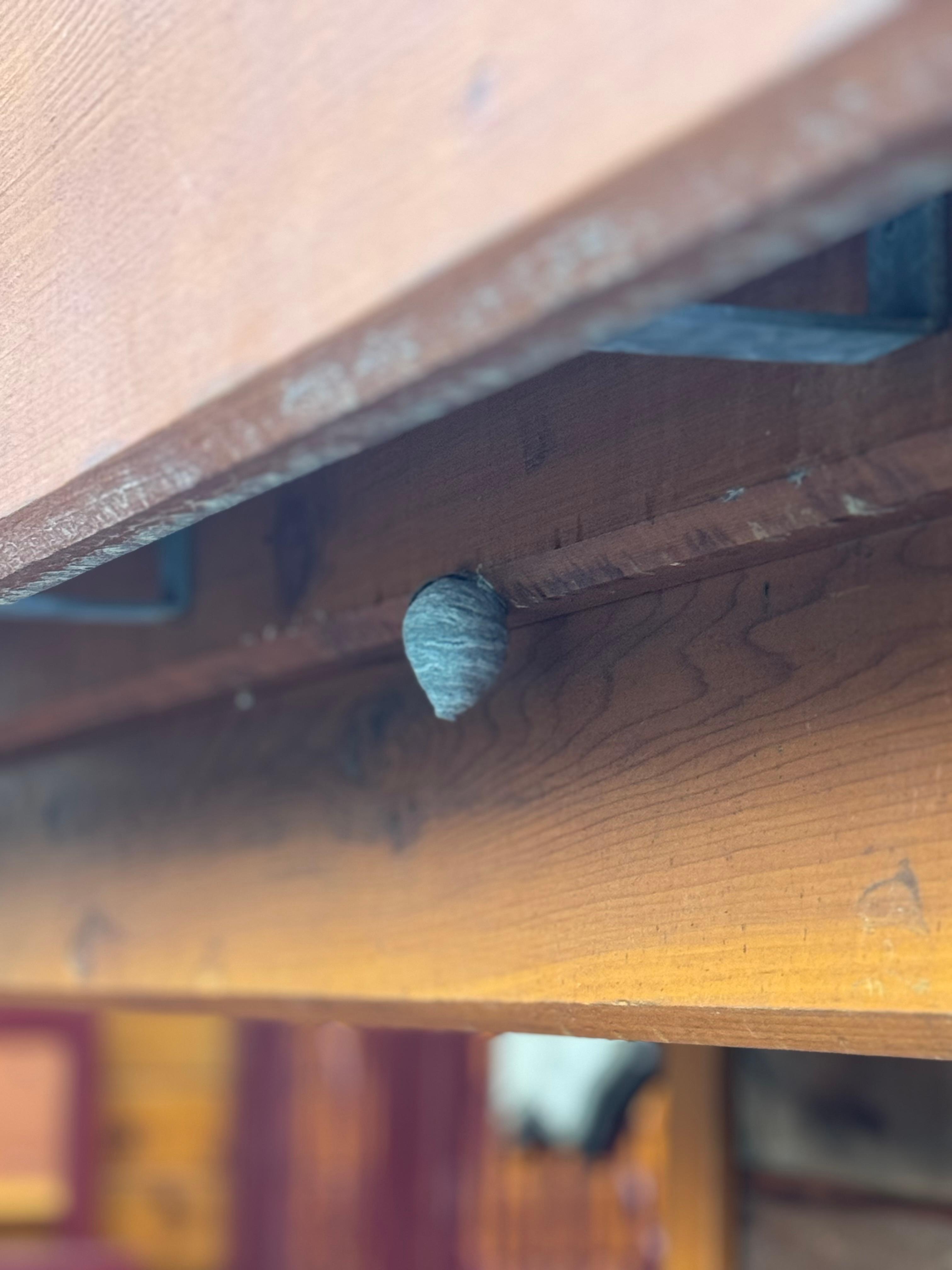 Wasp nest by the hot tub