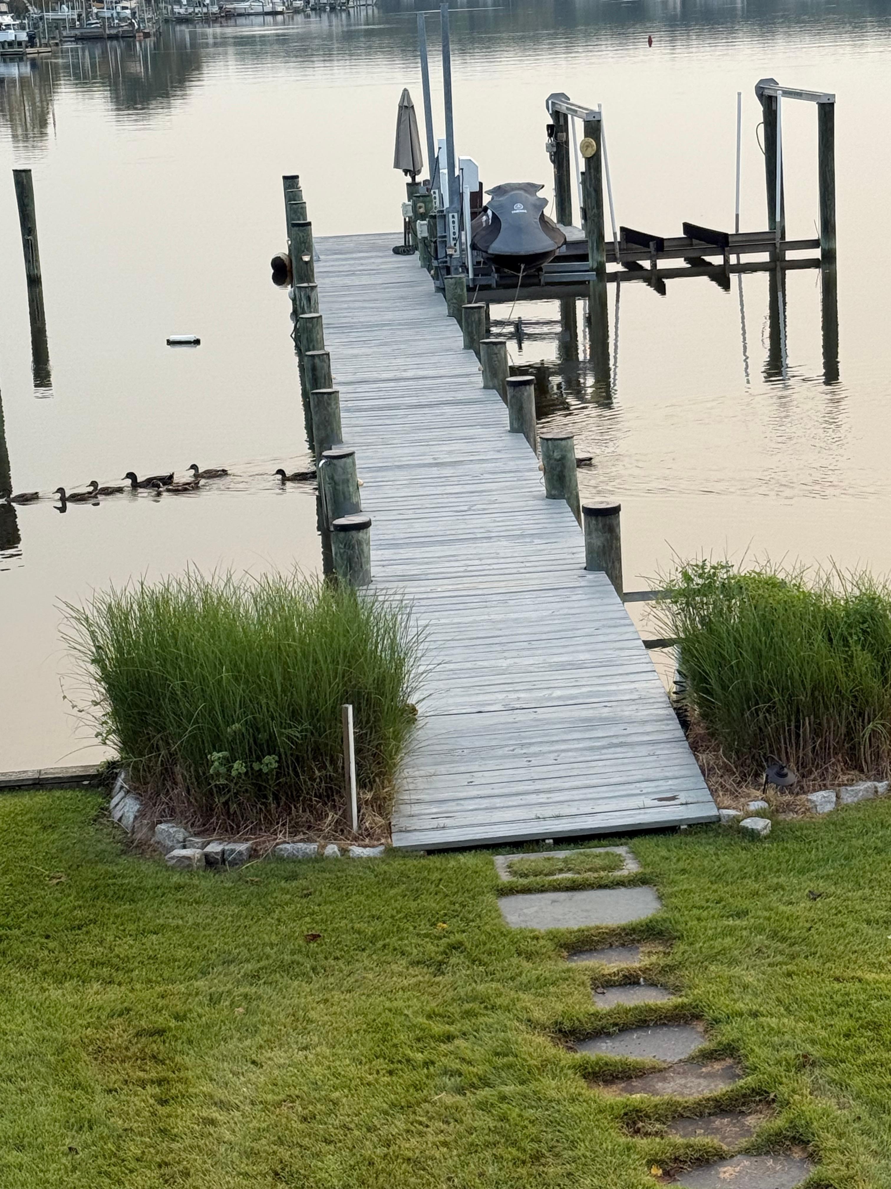 Ducks swimming underneath the dock 
