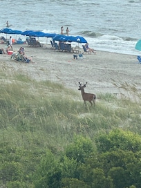 Several deer spotted from our balcony!