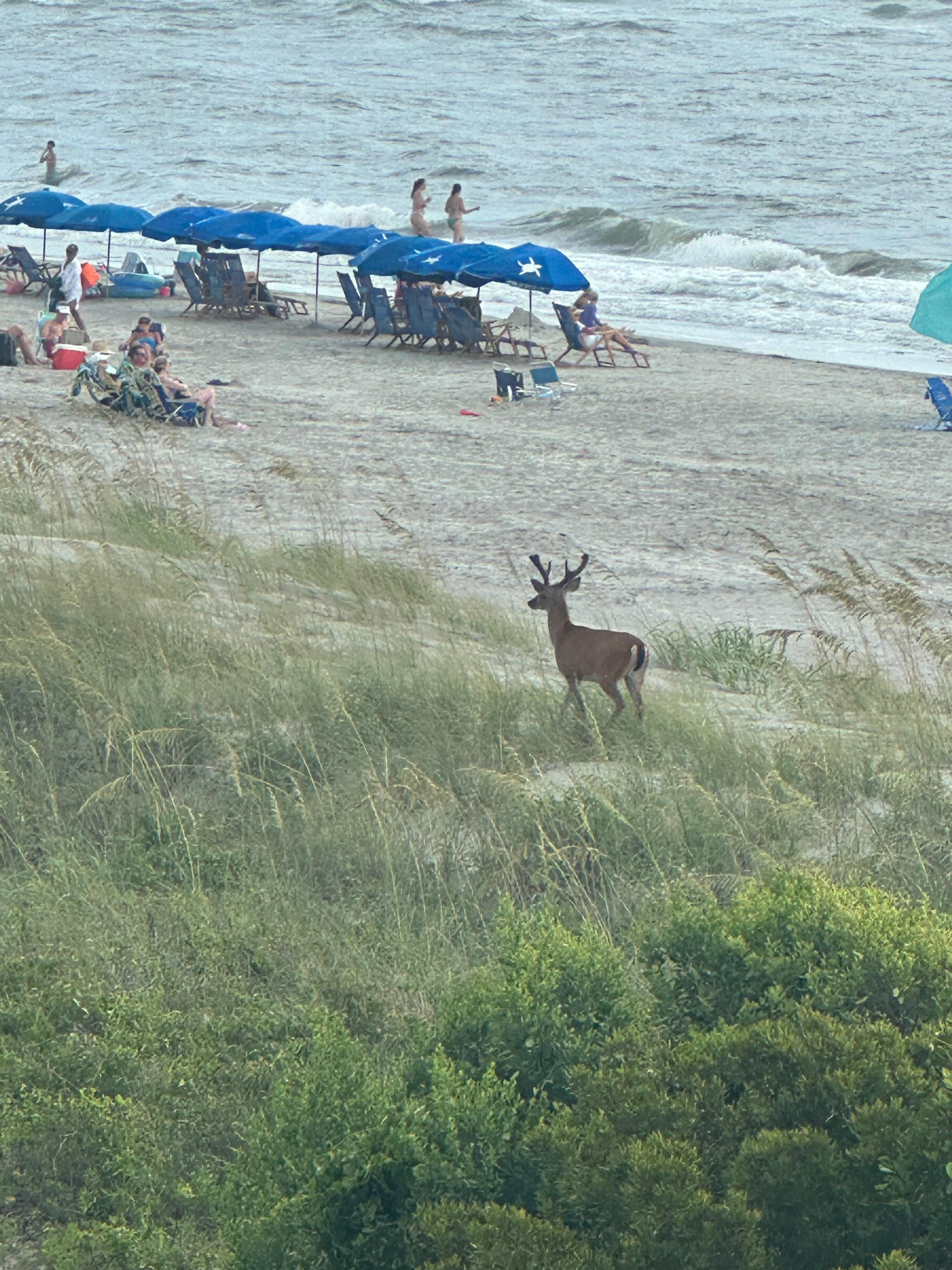 Several deer spotted from our balcony!
