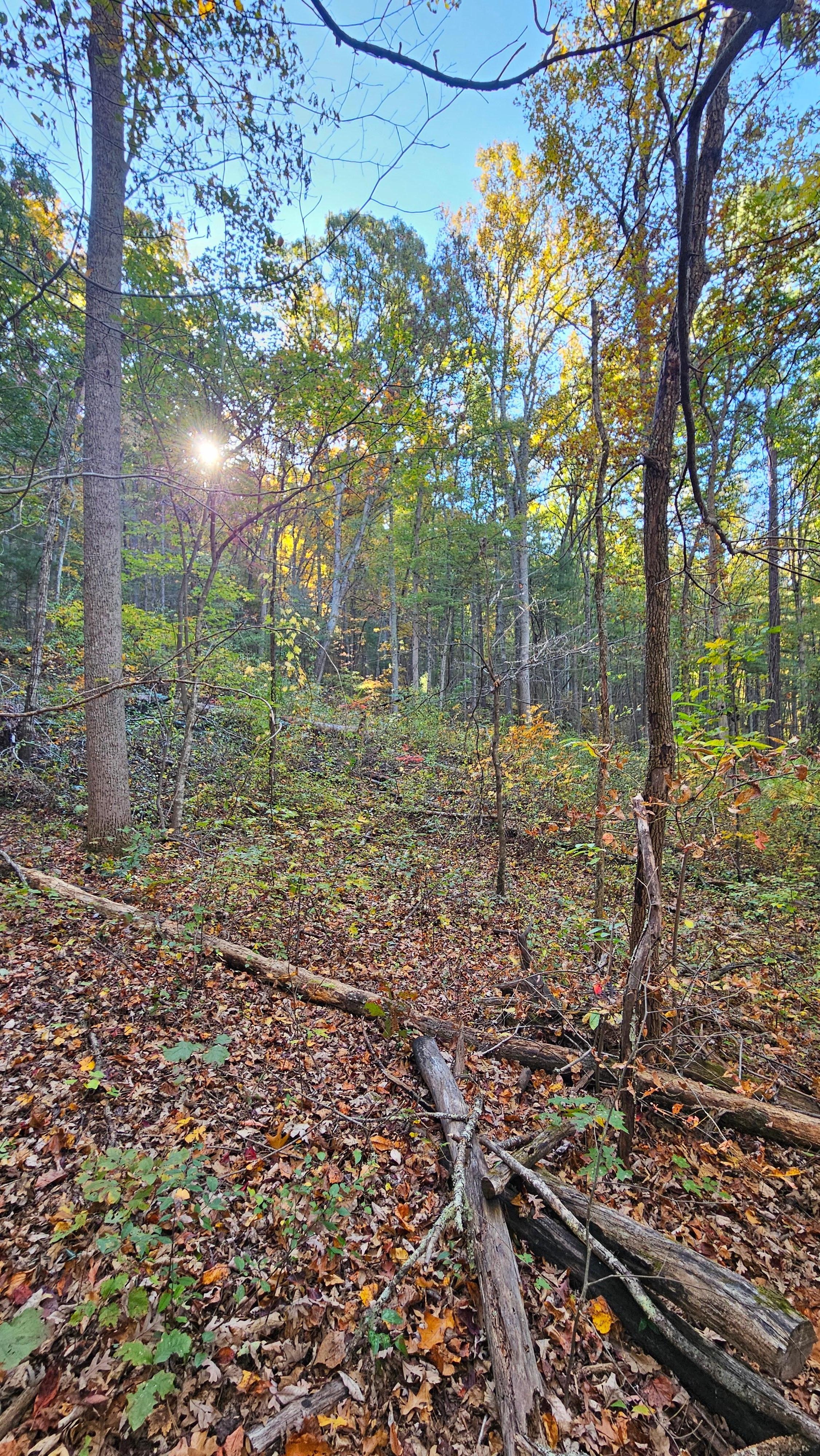 Forrest that the hoke backs up to