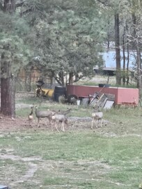 Deer