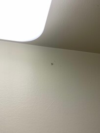 Squished mosquito…?