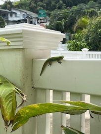 Resident gecko enjoying a splash of sun.