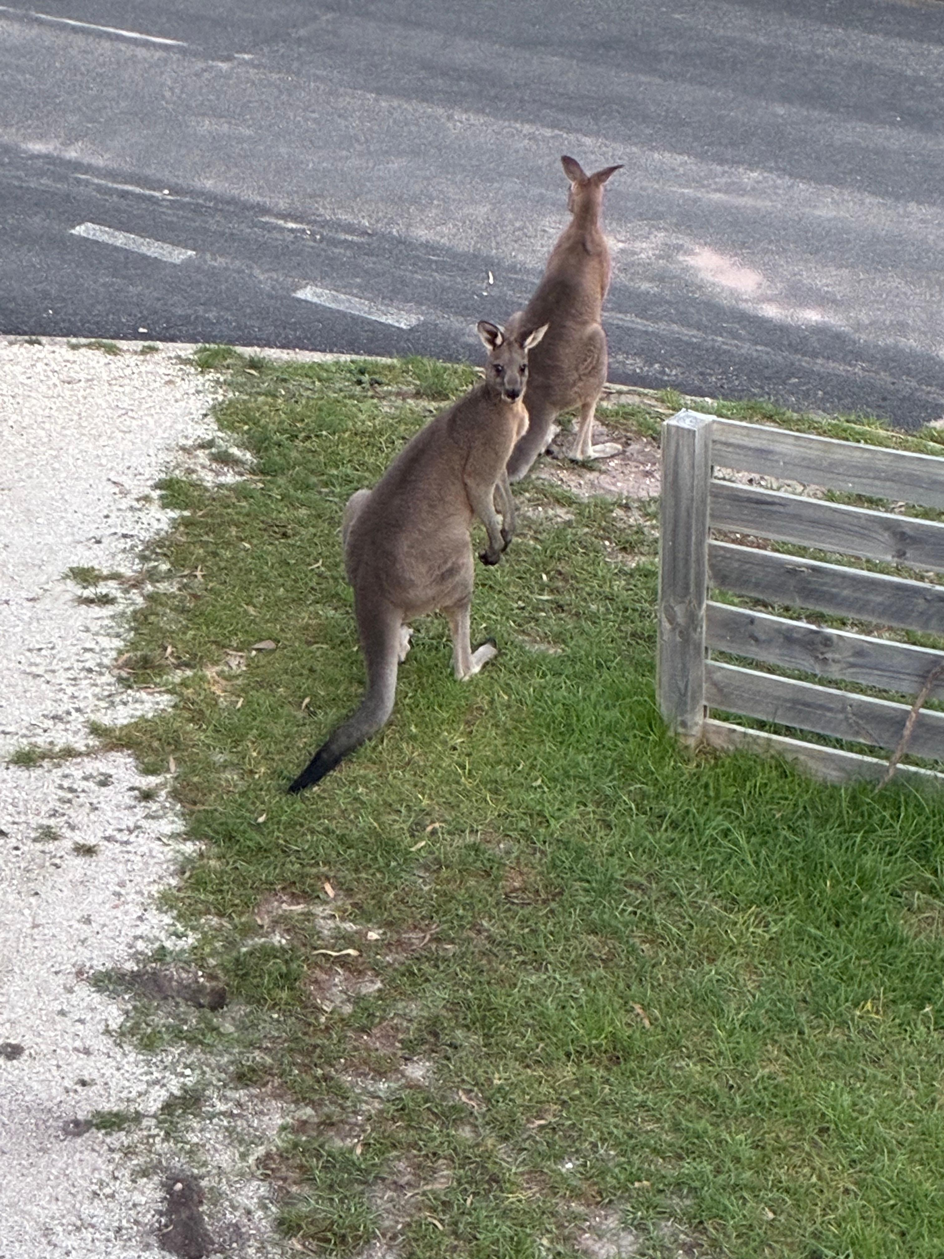 Local visitors
