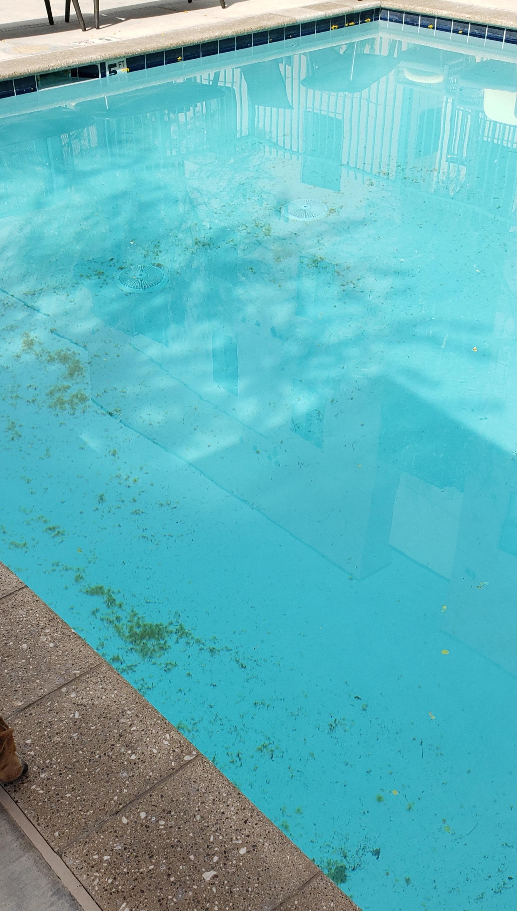 Deprie in bottom of pool