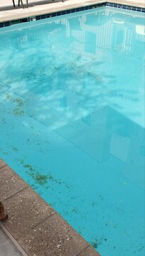 Deprie in bottom of pool