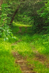 Cooper Rd at Cades Cove