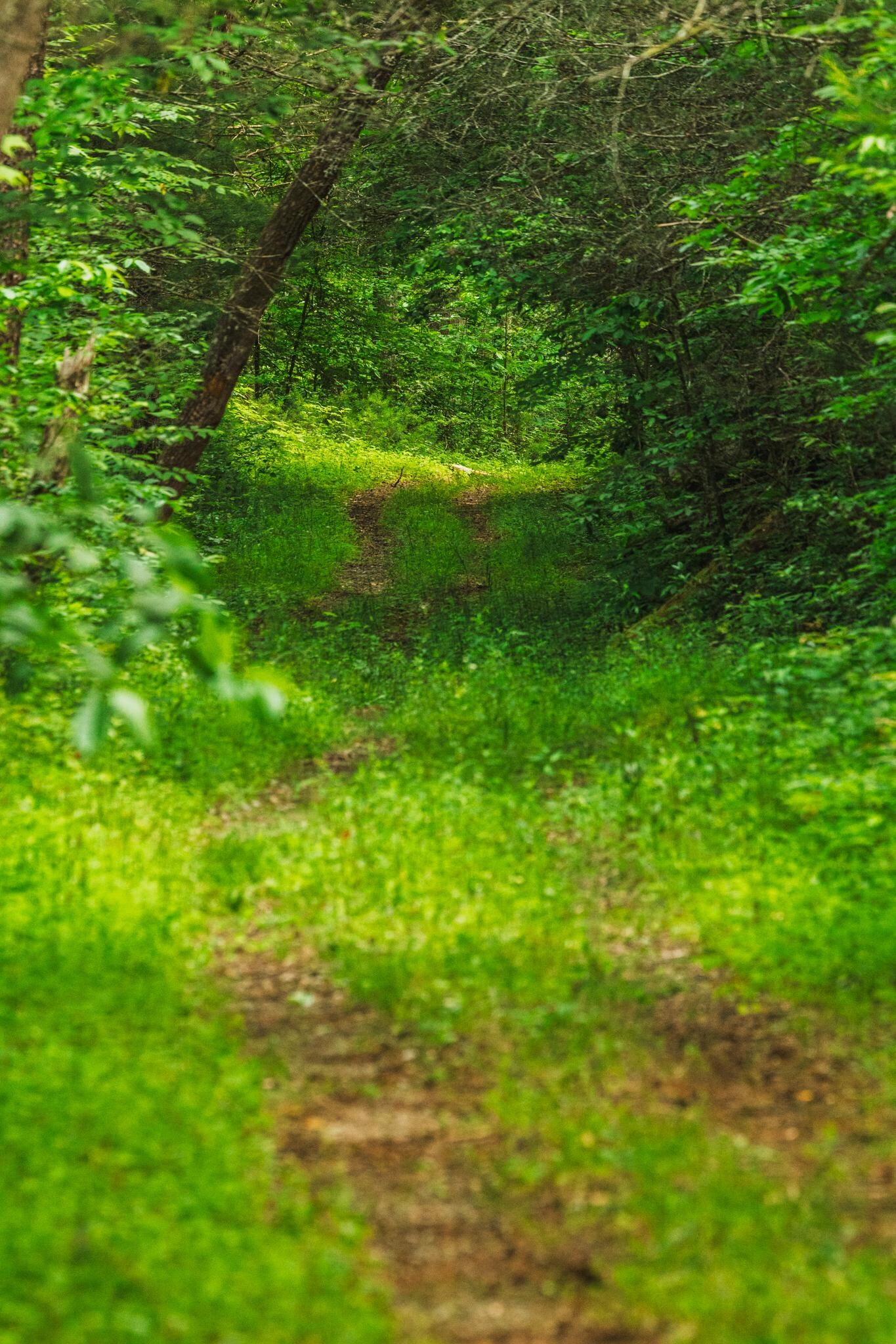 Cooper Rd at Cades Cove