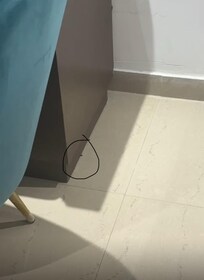 Cockroach under the sofa, trying to hide