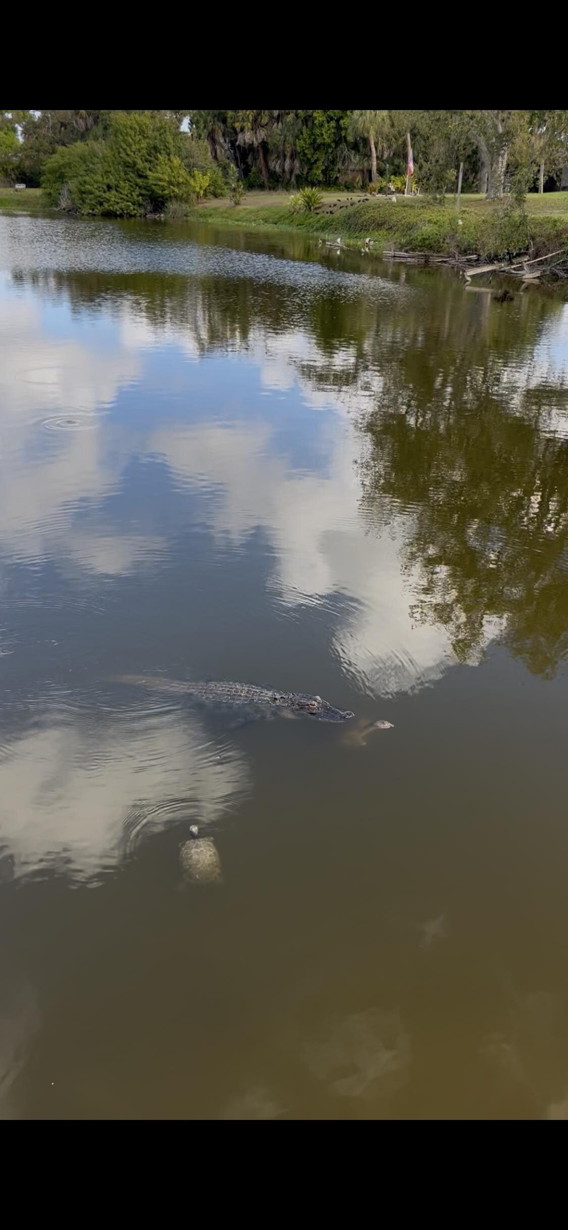 Gator and turtles sharing the lake as viewed from the backyard dock.