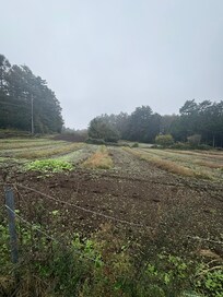 Scenery on the walk to and from the bus stop.